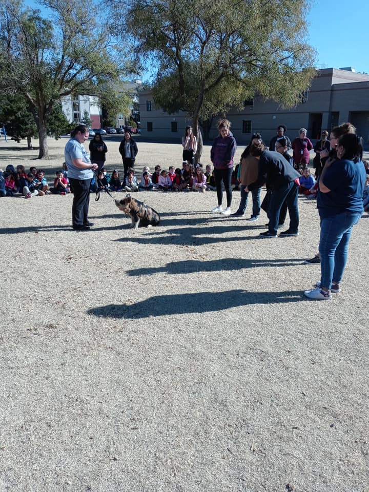 A dog demonstration with a group gathered outdoors