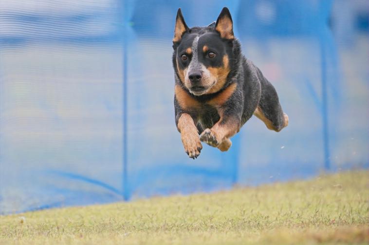 An athletic dog leaping through the grass